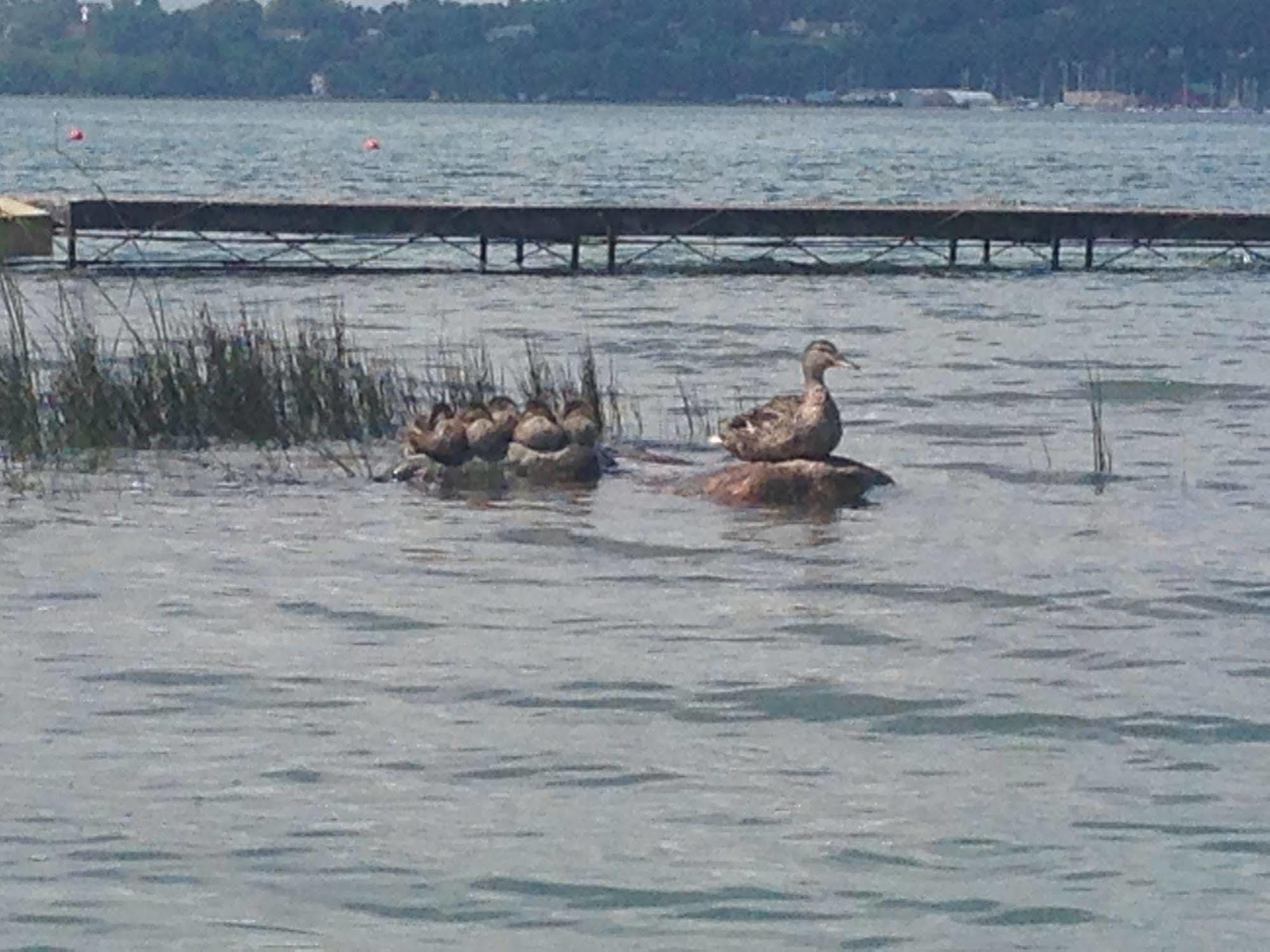 N' This On The Bay -Vacation Suite Wiarton Exteriér fotografie