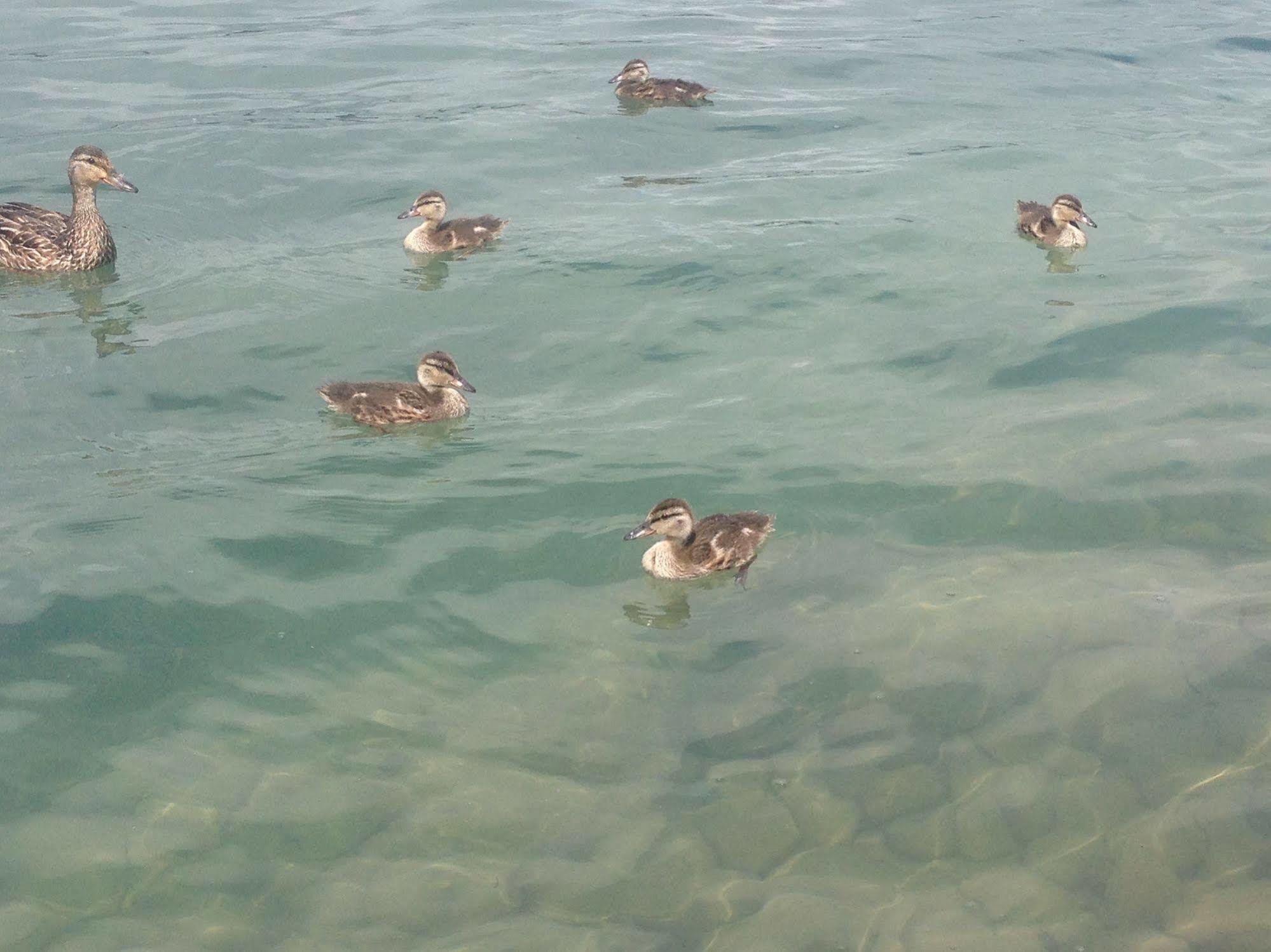 N' This On The Bay -Vacation Suite Wiarton Exteriér fotografie